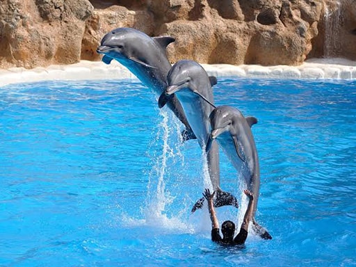 dolphin show, dolphin swim hurghada