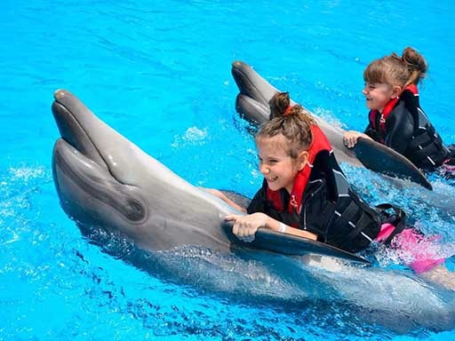 dolphin swim, photo with dolphins, dolphin show